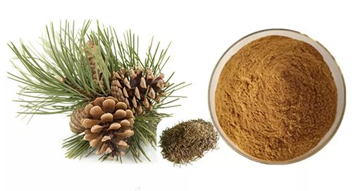 buy pine needle powder supplier