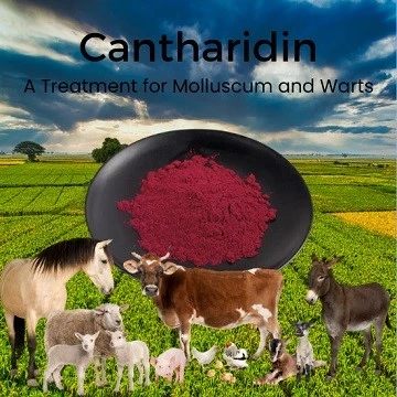 Trattament tal-felul Cantharidin